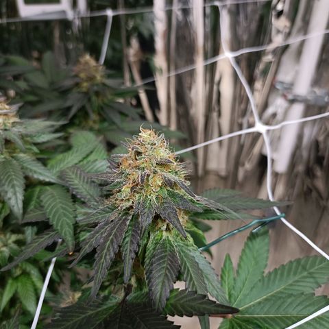 Tangerine cookies growlog timeline photo