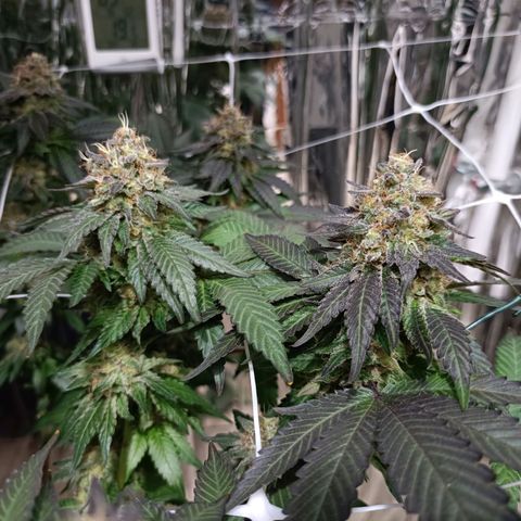 Tangerine cookies growlog timeline photo