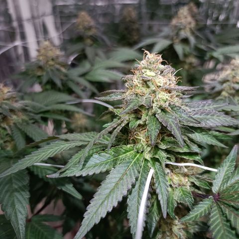 Tangerine cookies growlog timeline photo