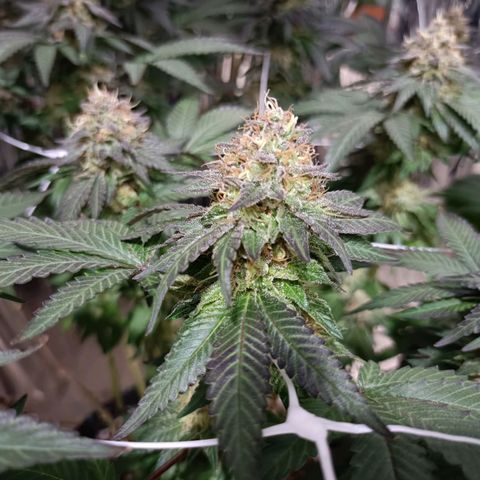Tangerine cookies growlog timeline photo