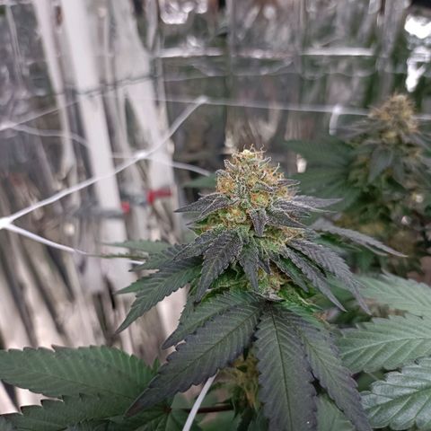 Tangerine cookies growlog timeline photo