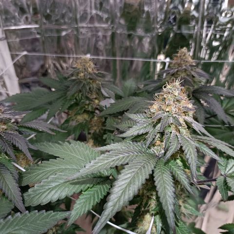 Tangerine cookies growlog timeline photo