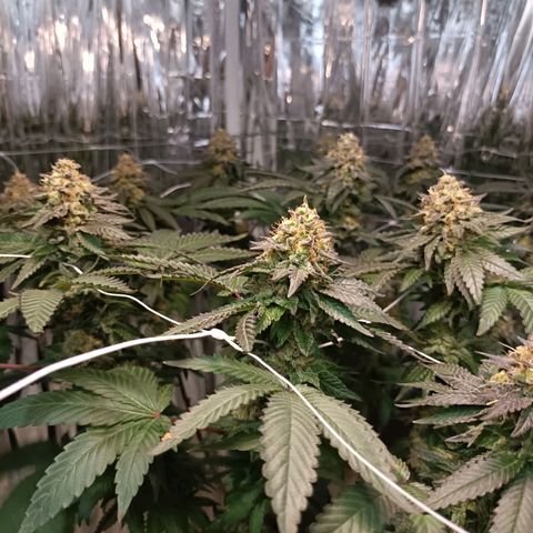 Tangerine cookies growlog timeline photo