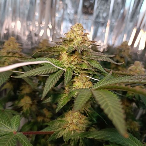 Tangerine cookies growlog timeline photo