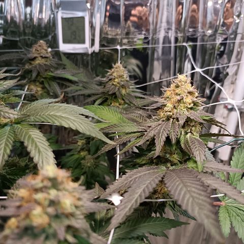 Tangerine cookies growlog timeline photo
