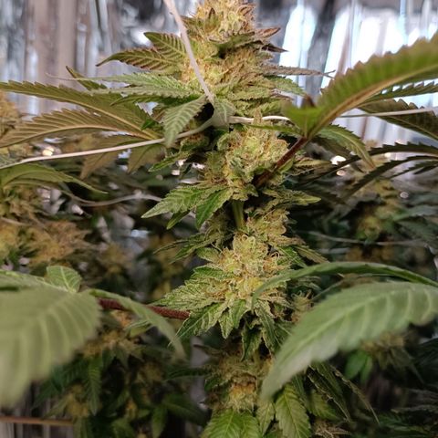 Tangerine cookies growlog timeline photo