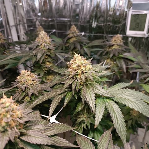 Tangerine cookies growlog timeline photo