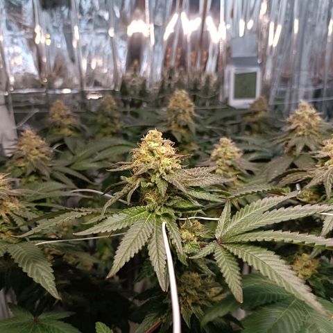 Tangerine cookies growlog timeline photo