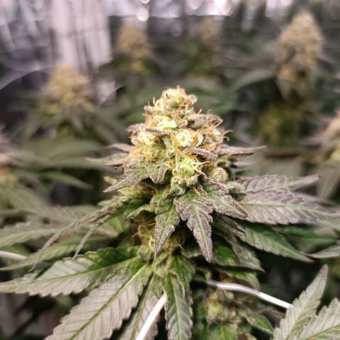 Tangerine cookies growlog timeline photo