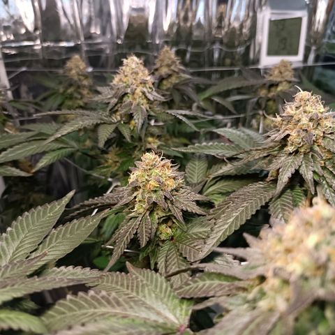 Tangerine cookies growlog timeline photo
