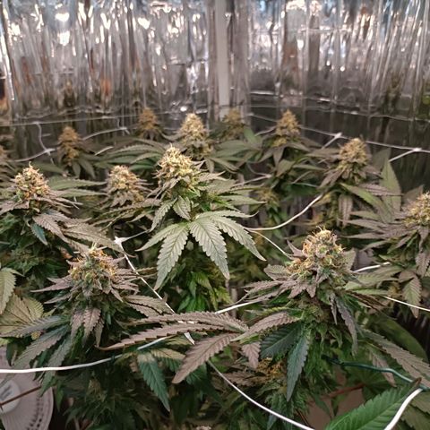 Tangerine cookies growlog timeline photo