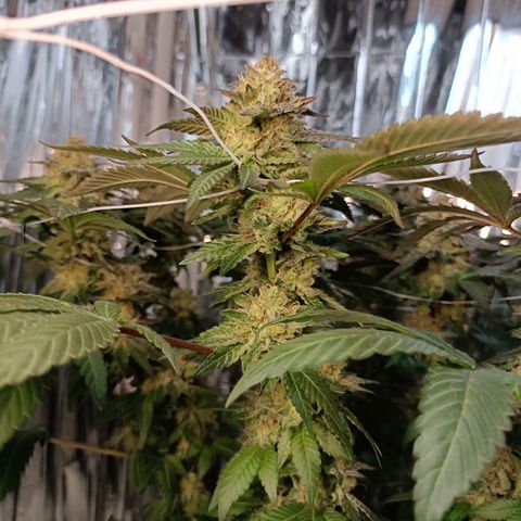 Tangerine cookies growlog timeline photo