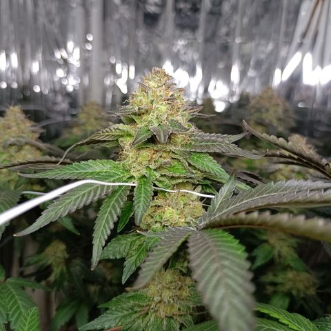 Tangerine cookies growlog timeline photo