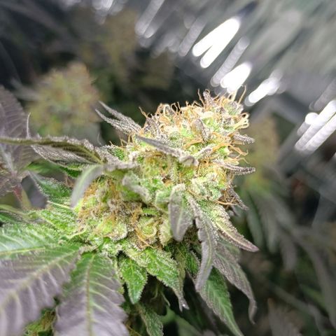 Tangerine cookies growlog timeline photo