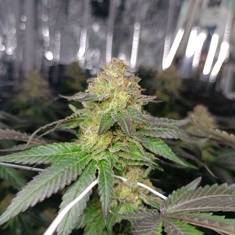 Tangerine cookies growlog timeline photo
