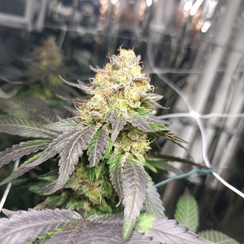 Tangerine cookies growlog timeline photo