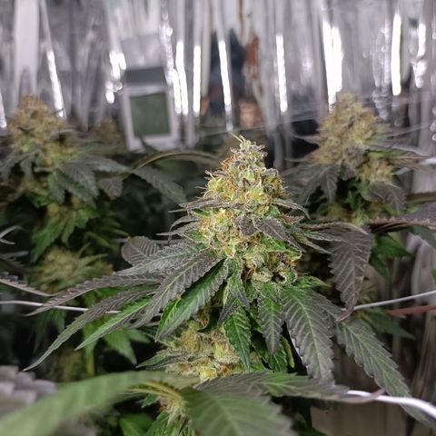 Tangerine cookies growlog timeline photo