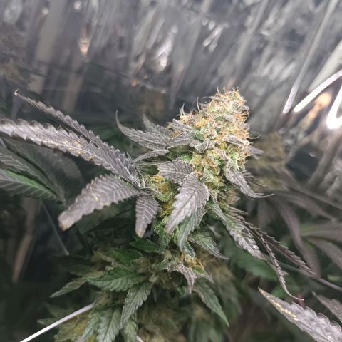 Tangerine cookies growlog timeline photo