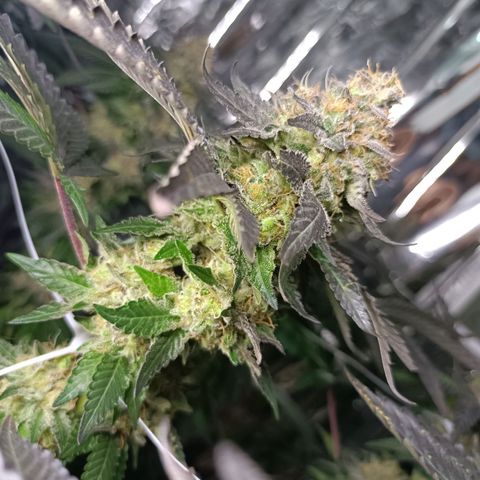 Tangerine cookies growlog timeline photo
