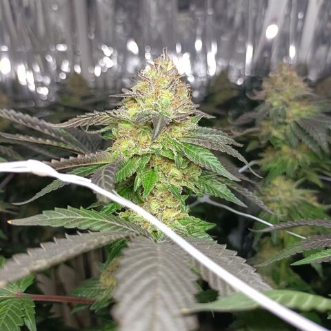 Tangerine cookies growlog timeline photo