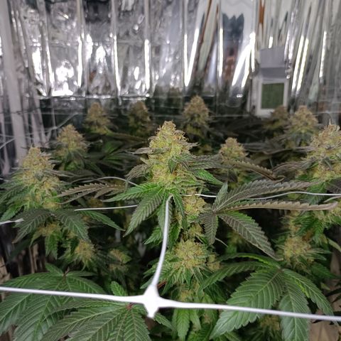 Tangerine cookies growlog timeline photo