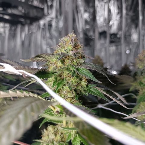 Tangerine cookies growlog timeline photo