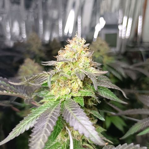 Tangerine cookies growlog timeline photo
