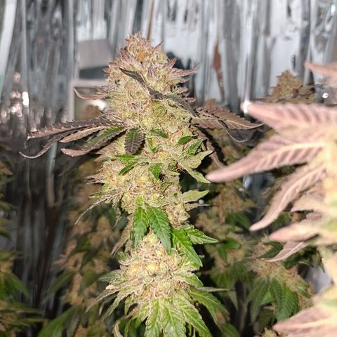 Tangerine cookies growlog timeline photo