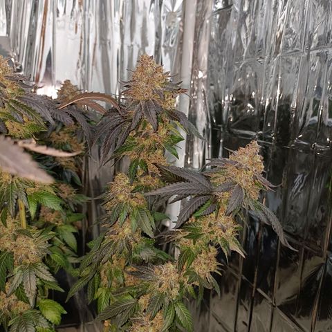 Tangerine cookies growlog timeline photo