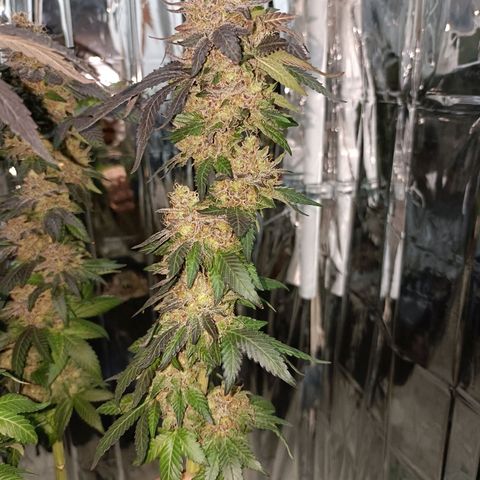 Tangerine cookies growlog timeline photo
