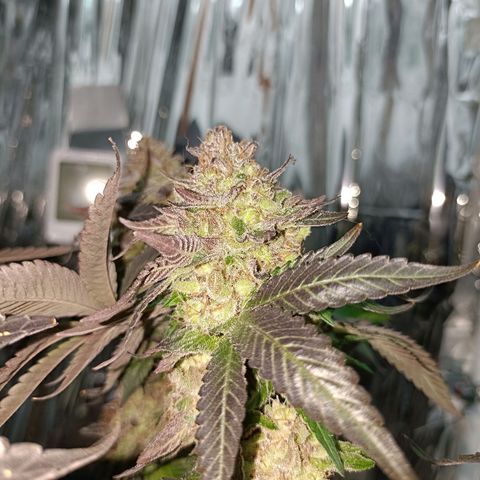Tangerine cookies growlog timeline photo