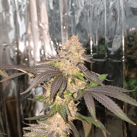 Tangerine cookies growlog timeline photo