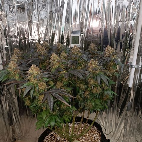 Tangerine cookies growlog timeline photo