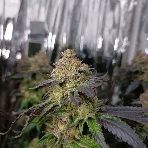 Tangerine cookies growlog timeline photo
