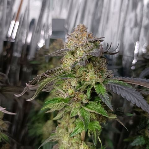 Tangerine cookies growlog timeline photo