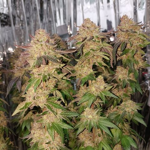 Tangerine cookies growlog timeline photo