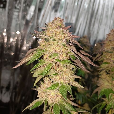 Tangerine cookies growlog timeline photo