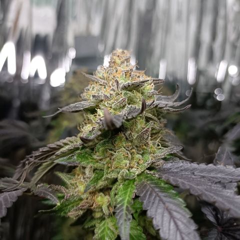Tangerine cookies growlog timeline photo