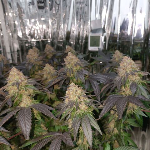 Tangerine cookies growlog timeline photo