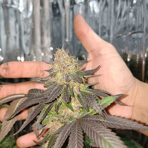 Tangerine cookies growlog timeline photo