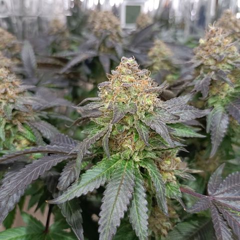 Tangerine cookies growlog timeline photo