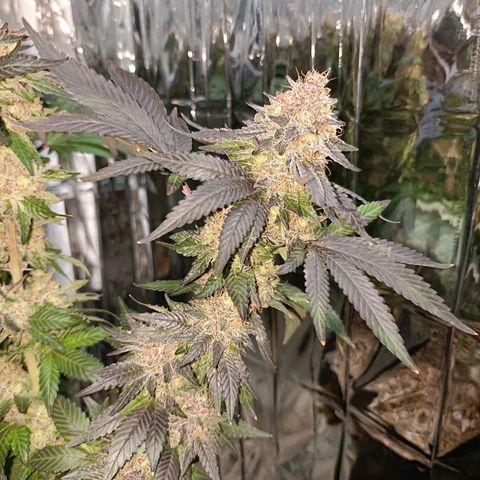 Tangerine cookies growlog timeline photo