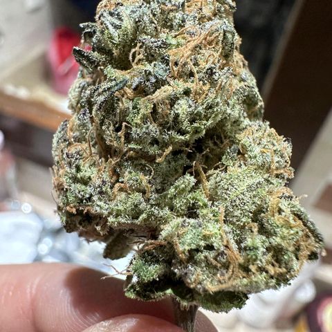 Tangerine cookies growlog timeline photo