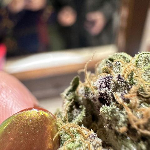Tangerine cookies growlog timeline photo