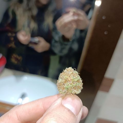 Tangerine cookies growlog timeline photo