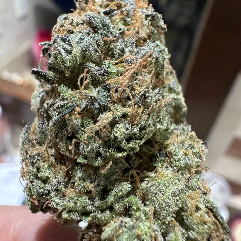 Tangerine cookies growlog timeline photo