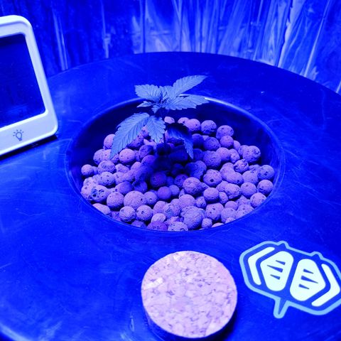 Wedding Crasher growlog timeline photo