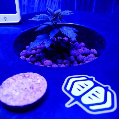 Wedding Crasher growlog timeline photo