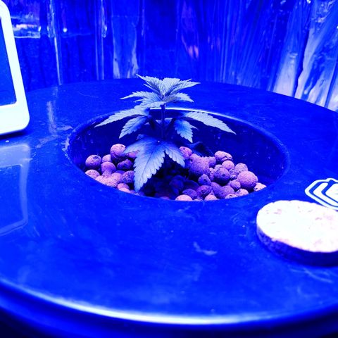 Wedding Crasher growlog timeline photo