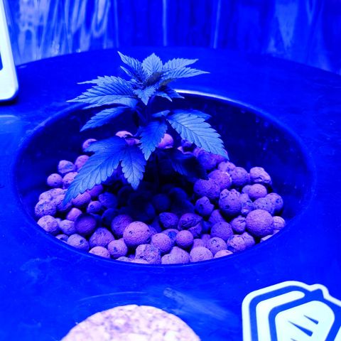 Wedding Crasher growlog timeline photo